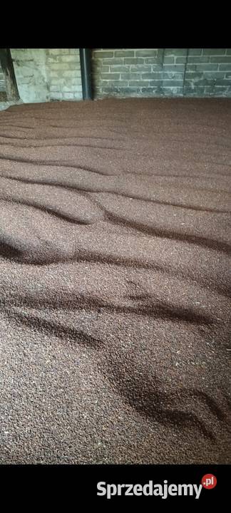 Rzodkiew oleista Łagów sprzedam