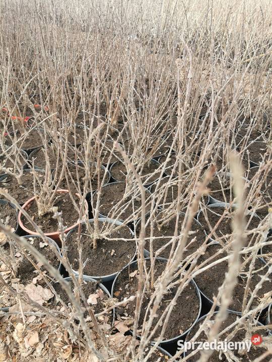 Jagoda kamczacka Chrzanowo-Bronisze