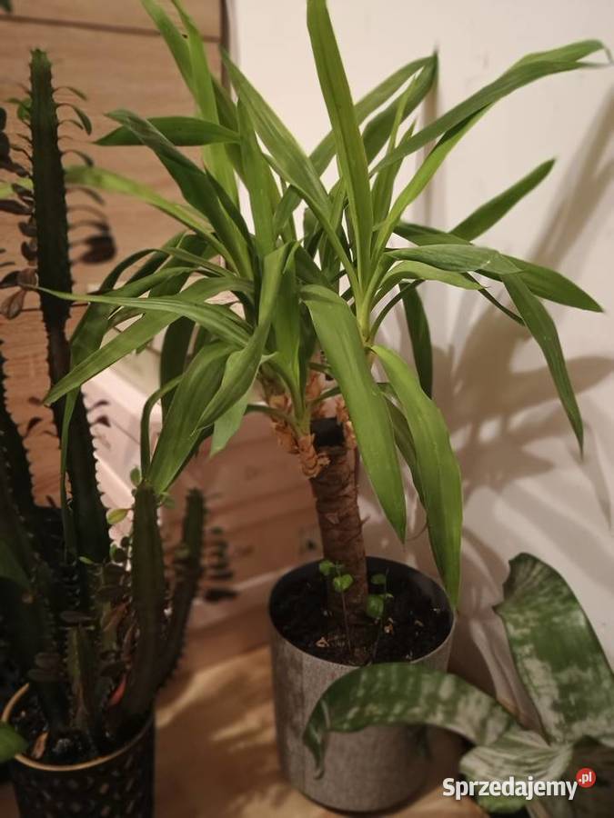 Kwiaty doniczkowe wszystko lubelskie Lubartów