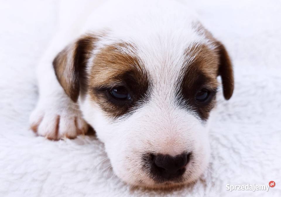 Jack Russell terrier świętokrzyskie Opatów sprzedam