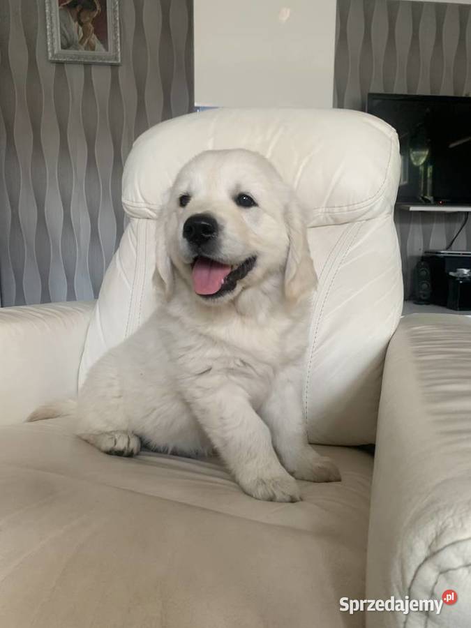 Golden Retriever ZKwP FCI Piesek Młodzieżowym Poznań