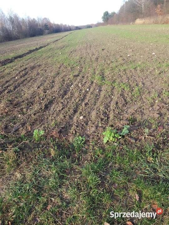 Działka uprawna Giełzów sprzedam