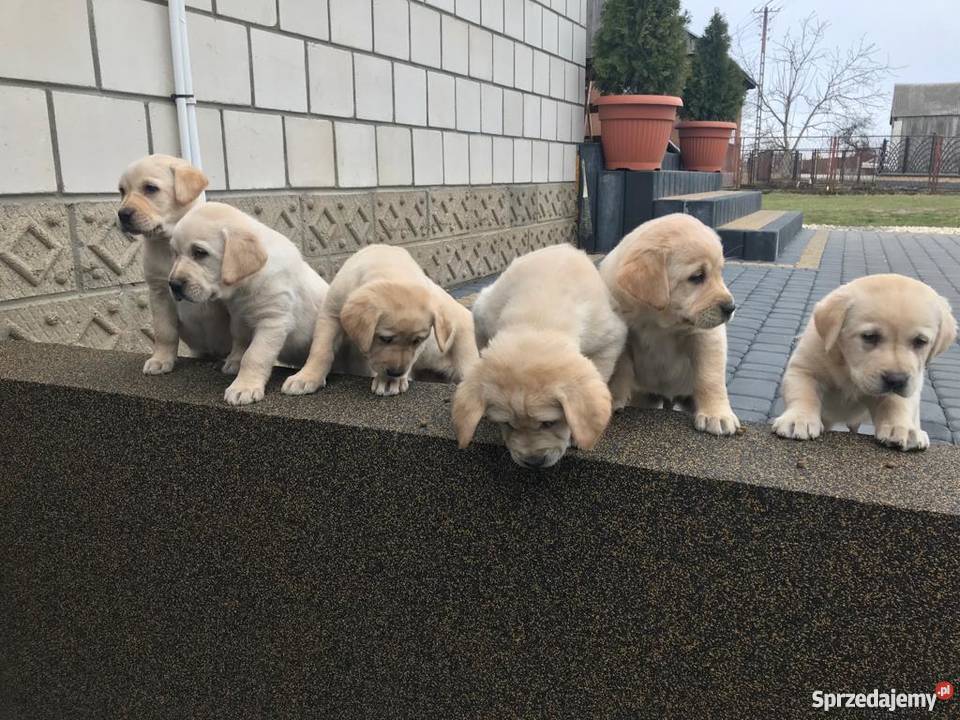 Labradory biszkoptowe szczeniaki Radom