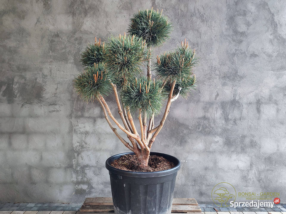 Sosna pospolita formowana 093 NIWAKI BONSAI Rośliny łódzkie Łódź