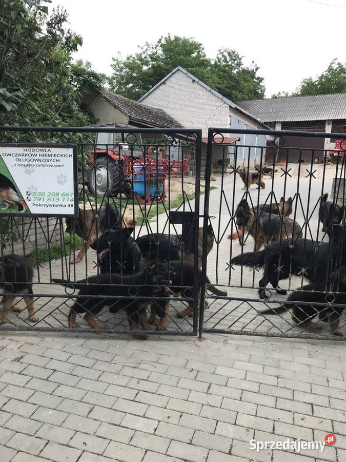 Owczarek niemiecki długowłosy potężne szczeniaki Owczarek świętokrzyskie Klimontów