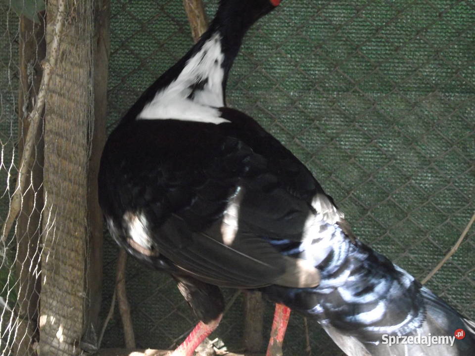 Kiśćiec Tajwański dolnośląskie Mościsko