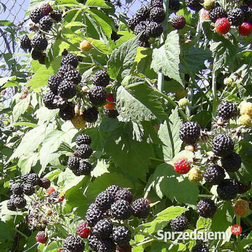 Malina czarna Bristol podkarpackie Jasło sprzedam
