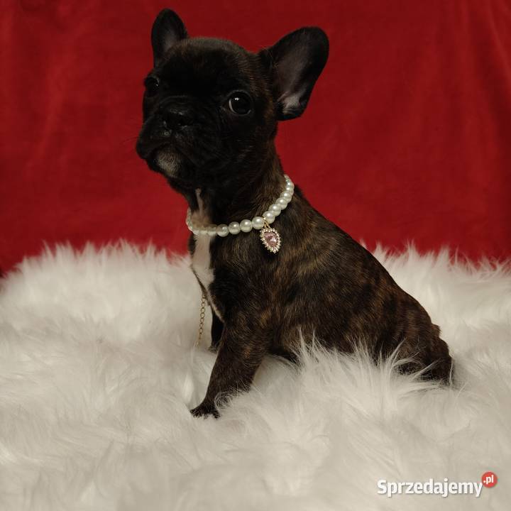 Buldog francuski z genem blue Zakrzów