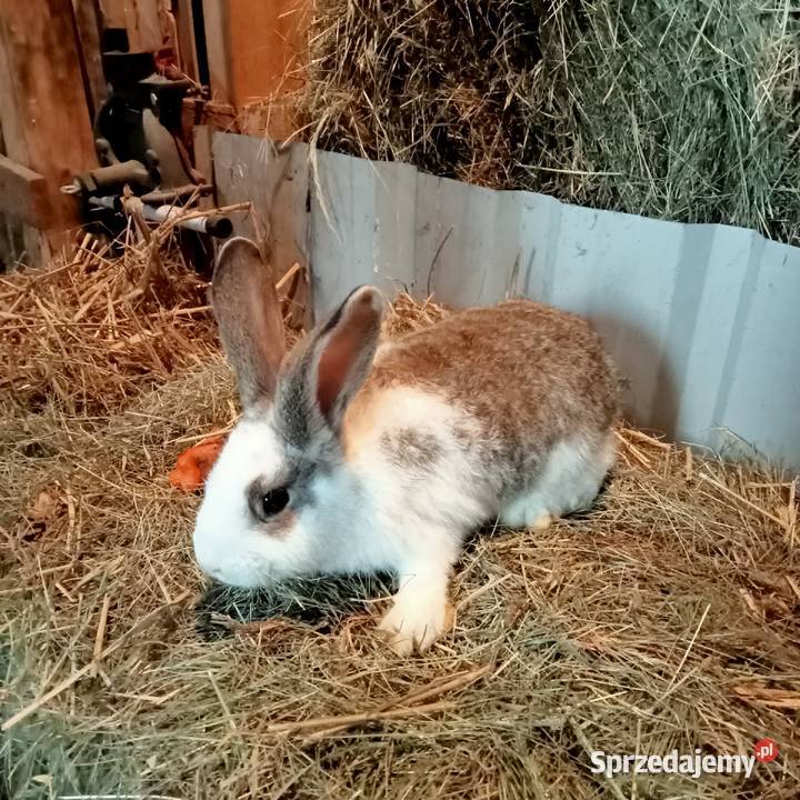 Sprzedam króliki w różnym wieku Trzepnica