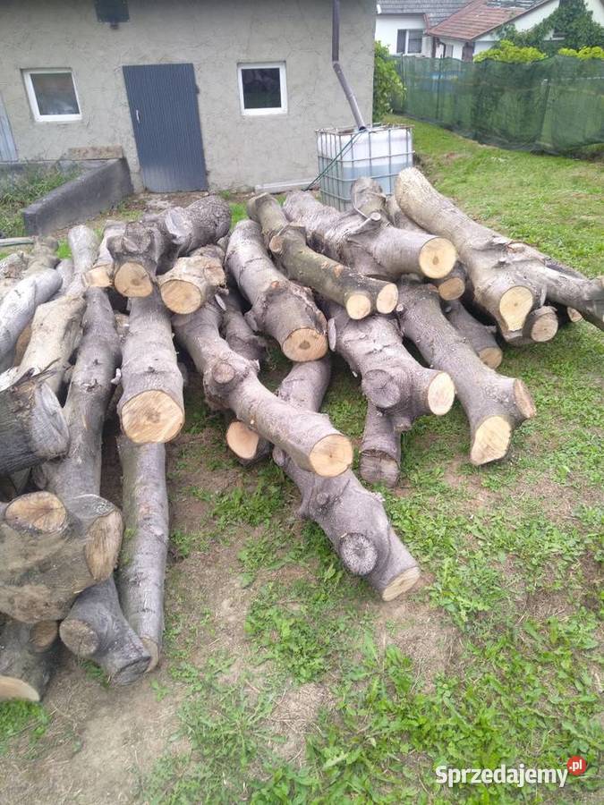 Orzech włoski Leśnictwo Chocznia