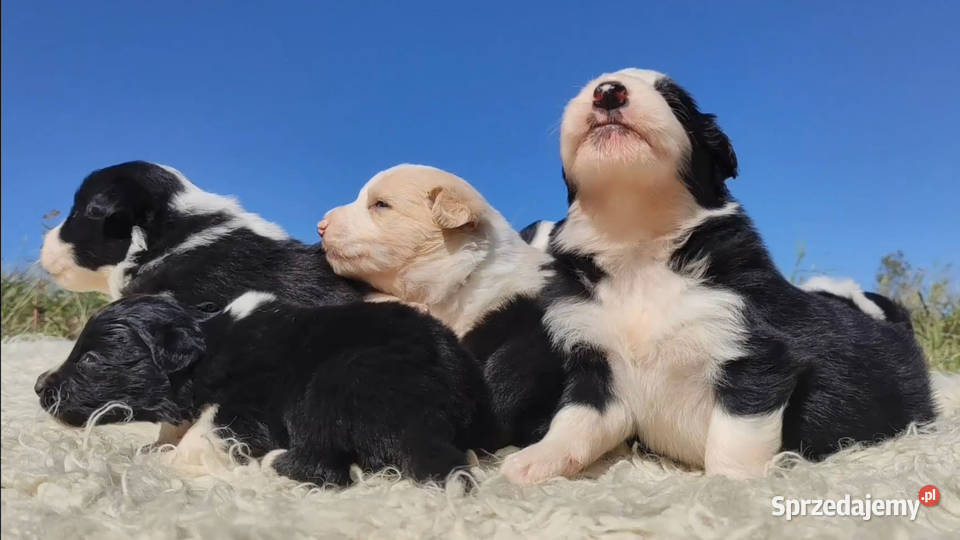 Wspaniała suczka BORDER COLLIE z pełną dok Iwonicz