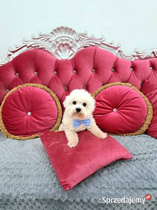 hodowla bichon frise oferuje szczenięta z Chojnice