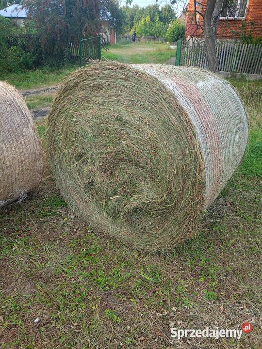 Siano ze zbioru drugiego pokosu Wał-Ruda