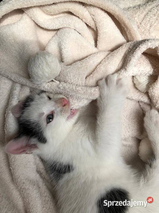 Śliczny mały kotek