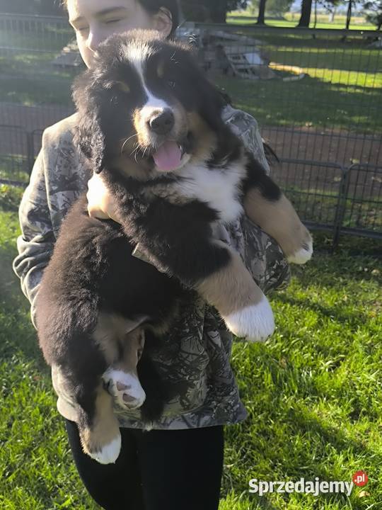 Berneński Pies Pasterski Kłodzko