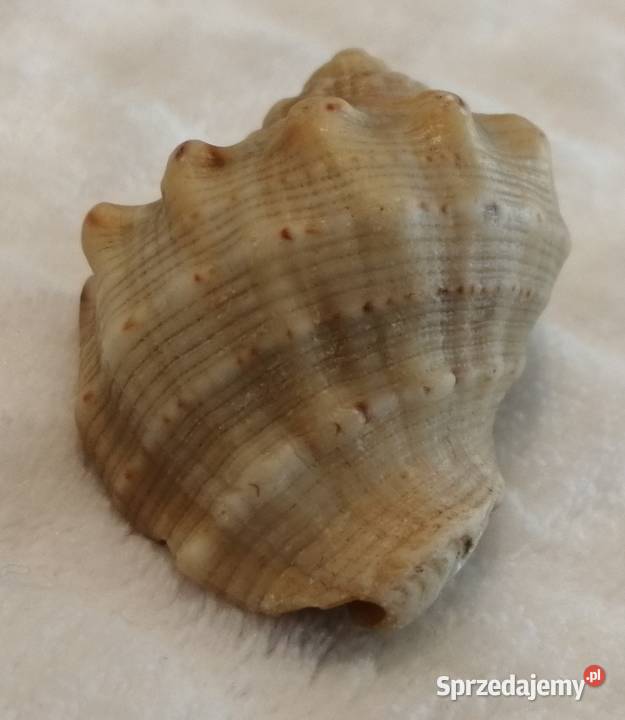 Muszla 45 70 Kreatywne