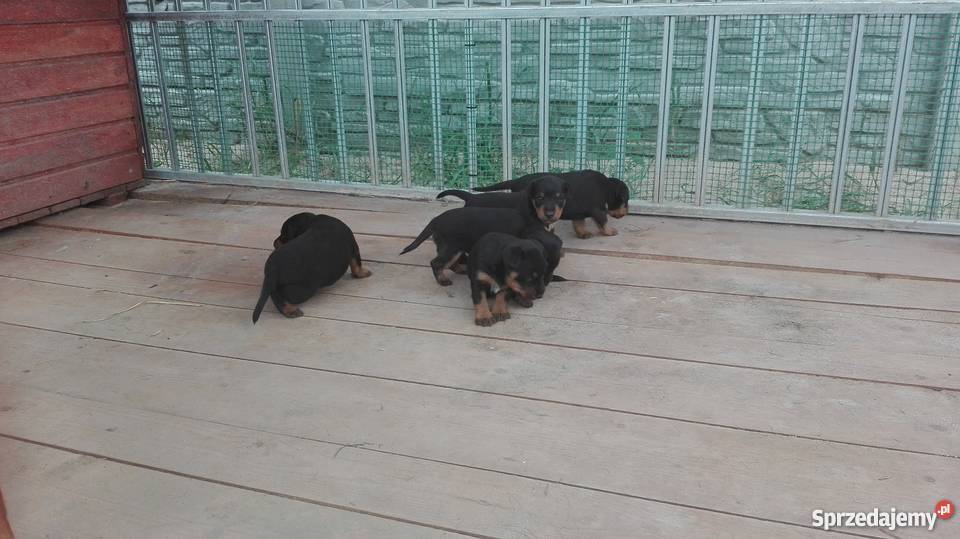 Jagterier Terier Niemiecki terrier Pozostałe Okonek