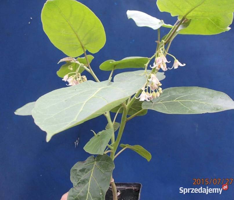 Pomidor drzewiasty wieloletni Tamarillo w Szczawin