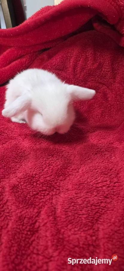 Króliczki Mini Lop Miejska Górka