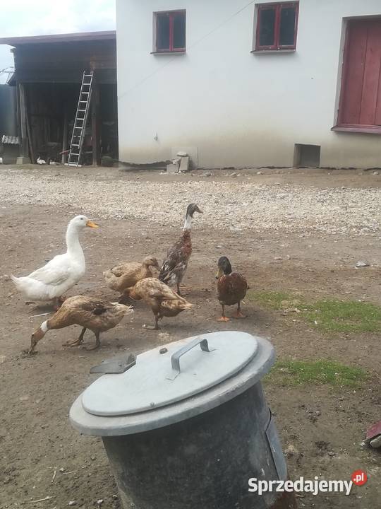 Sprzedam gęsi białe kaczki biegusy Tomaszów