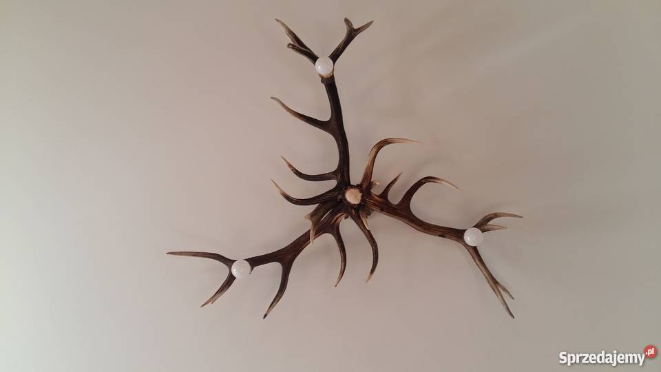 Żyrandol ze zrzutów poroża jelenia sprzedam