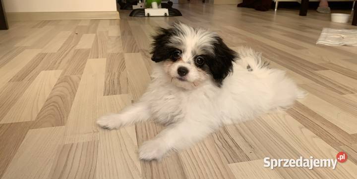 Sprzedam psiaka Elbląg