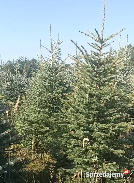 Jodły formowane w donicy do 20055 zl świerki Rośliny okopowe Rybnik