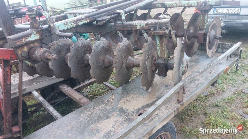 Talerzowka Stara Kornica