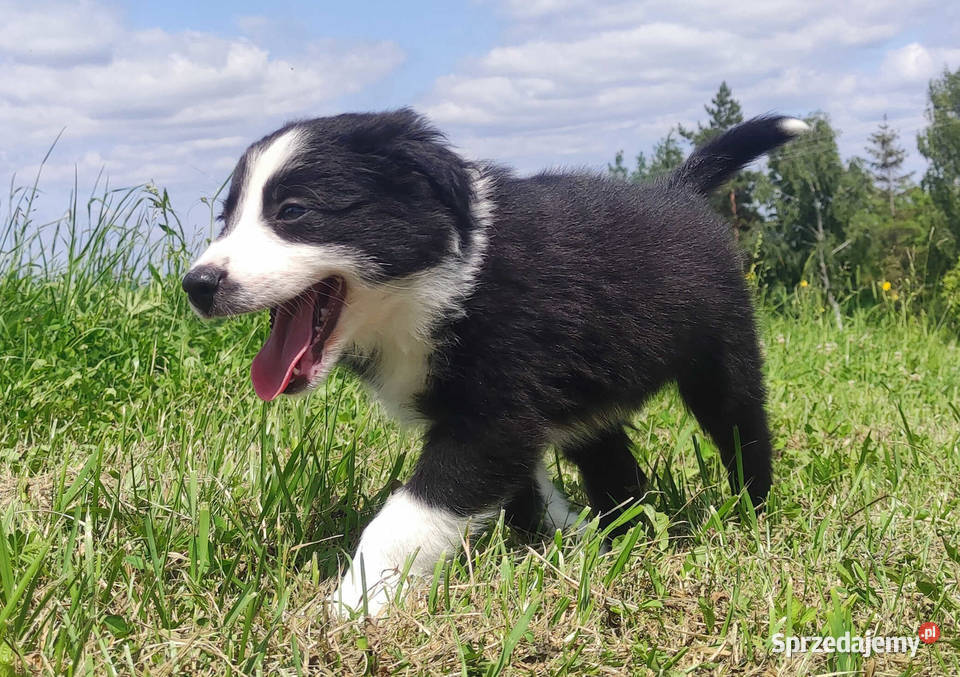BORDER COLLIE z Hodowli Rasowy pies z pełną dok Iwonicz sprzedam