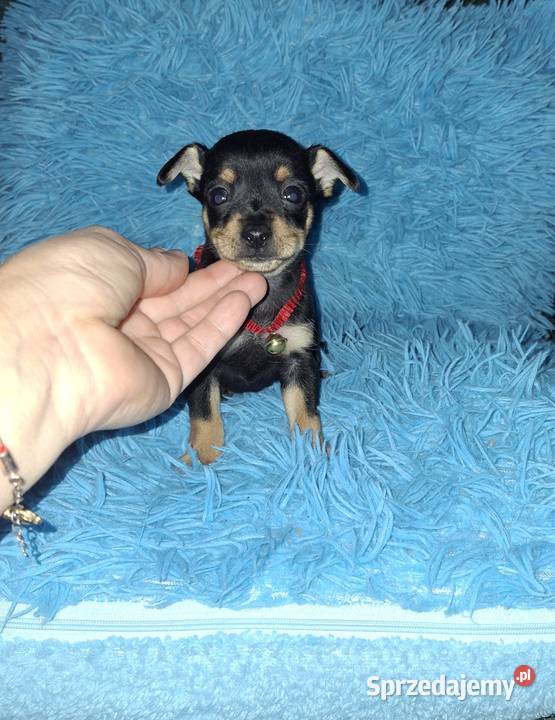 Pinczer ratlerek miniaturka