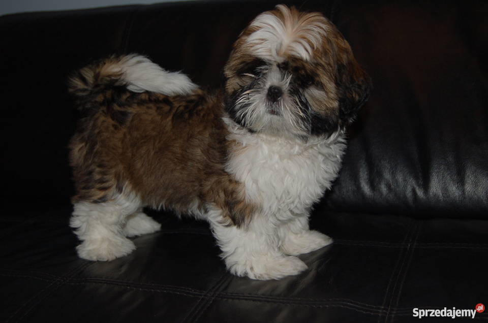 Sprzedam piękną wystawową suczkę Shih Tzu Kielce