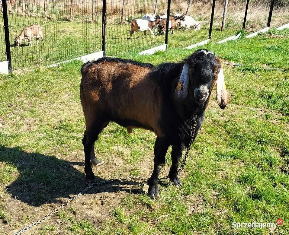 Sprzedam kozła anglonubijskiego Raciechowice