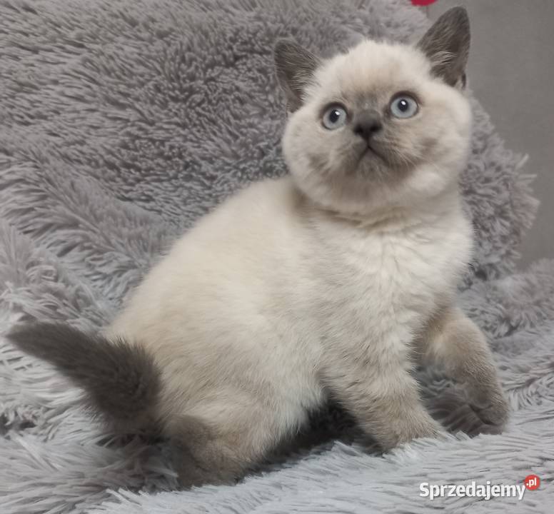 Kotka brytyjska colorpoint rodowód FPL