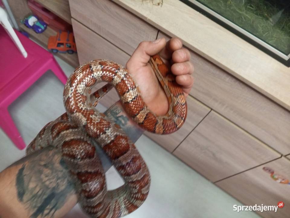 2 węże zbożowe Ruda Śląska