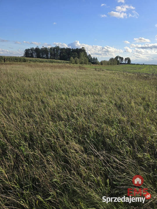 Sprzedaż działki 1700m2 Pajewo Sprzedaż