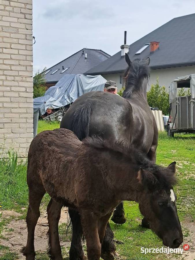 KLACZ ZIMNOKRWISTA ZE ŻREBAKIEM KLACZ 4 Reducin