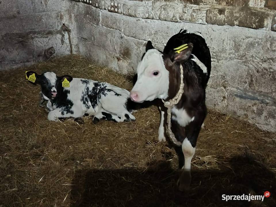 sprzedam dwie jałóweczki Hrubieszów