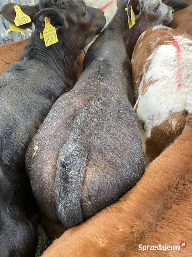 Byczki mięsne I jalowki Piotrków Trybunalski