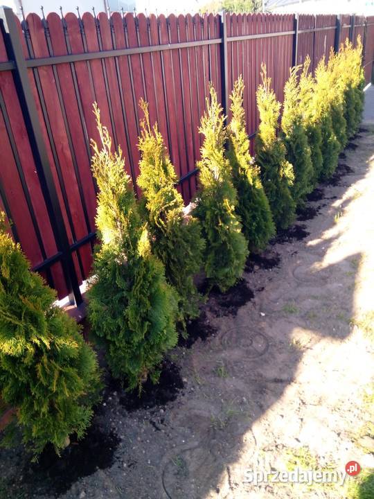 Tuja szmaragd szmaragdowa tuje Jasło sprzedam