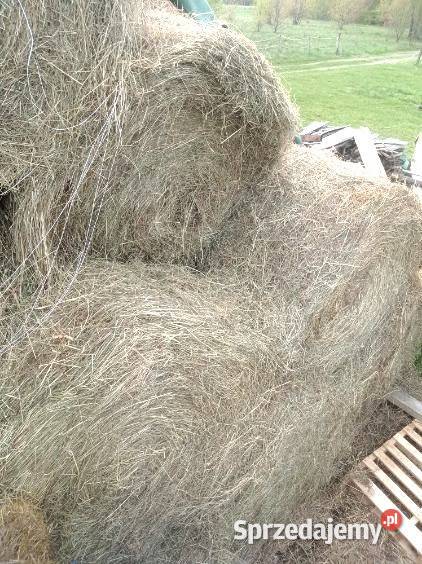 Siano belki 120 z tego roku łódzkie Gospodarz