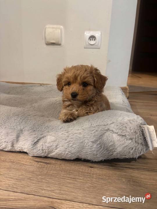 Malitipoo