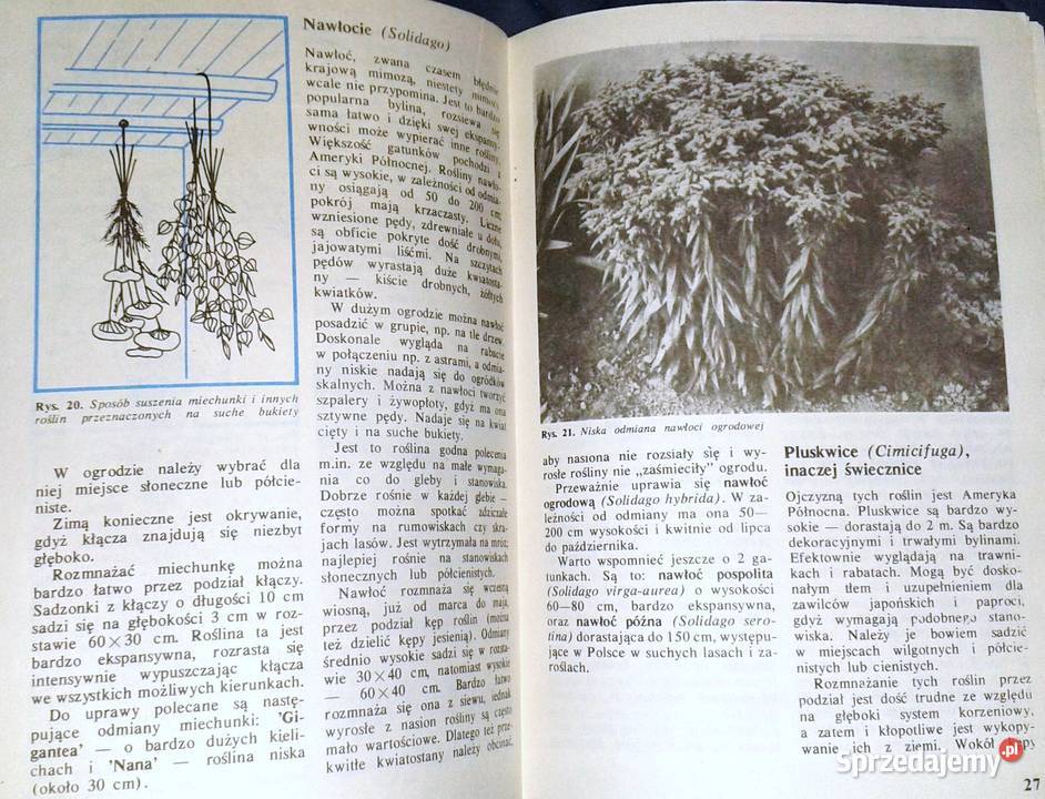 Byliny kwitnące jesienią Złocienie Astry A