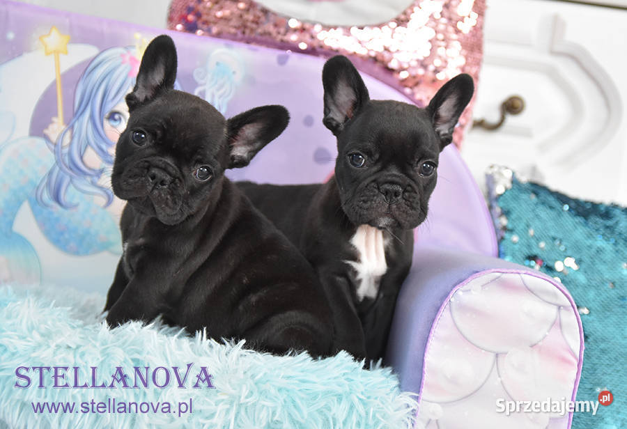 Buldog francuski szczenieta CH MŁCH Stellanova Warszawa