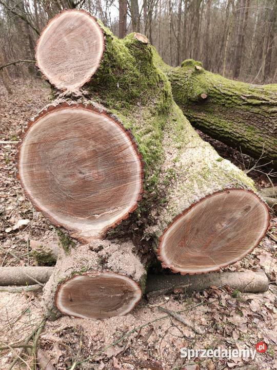 Dąb Rawa Mazowiecka sprzedam