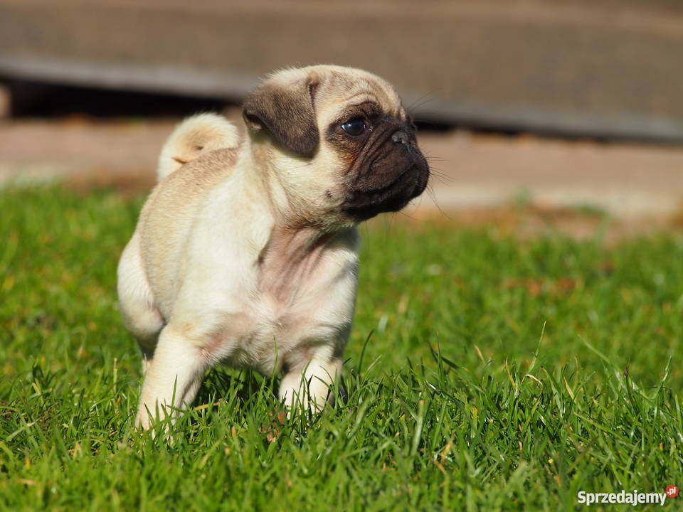 Mopsik suczka Skierniewice