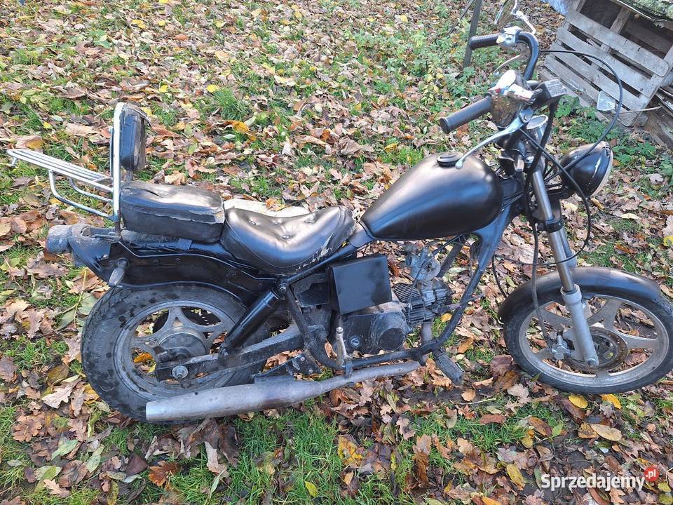 Kingway łoś Mokrzeszów