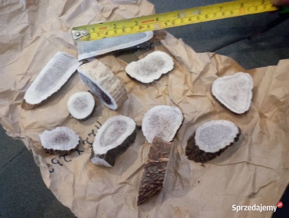 Plastry poroża jelenia 10 Częstochowa