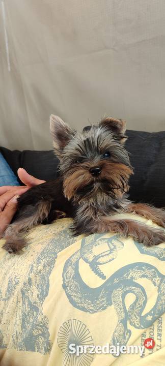 Yorkshire terrier szczenięta