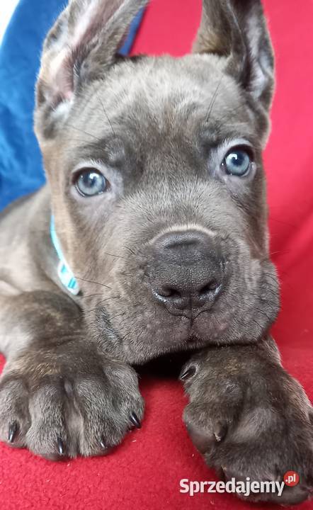 Cane Corso Ksin Fargo Fci Skępe