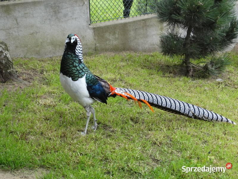 Sprzedam Bażanty Diamentowe Bażant z 2025 Samce Ptaki Gostyń